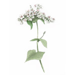 Buckwheat